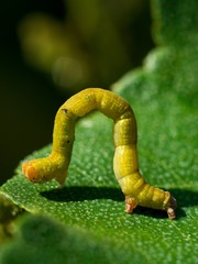 caterpillar on leaf
