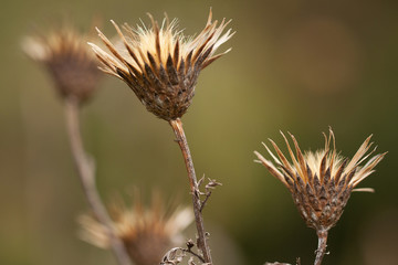 plant with faded dry fun flowers