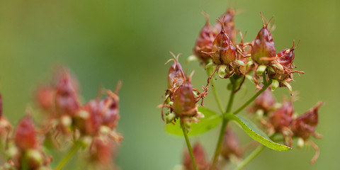 bright beautiful seeds of autumn faded hypericum
