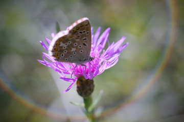 butterfly on flower