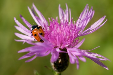 Ladybug on flower