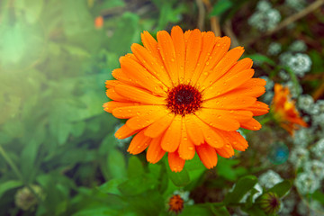 Orange Marigold flower, raindrops on a flower, bright orange, drops of water on the petals