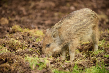 Young boar searching for food in the soil