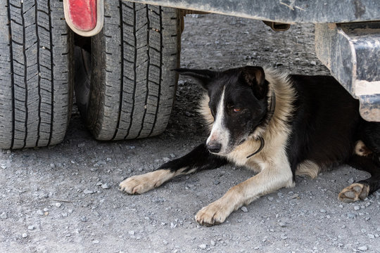 Senior border collie resting on gravel driveway under back of dually truck