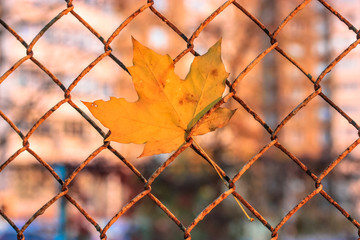 Maple yellow leaf in autumn