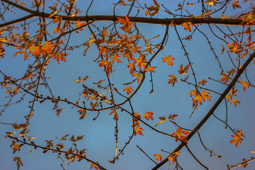 Autumn leaves
