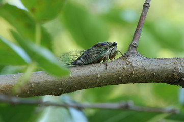 Branch with a Cicada