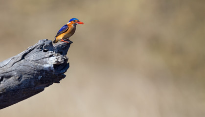One Malachite Kingfisher sitting on a log in the sun with brown background