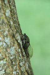Cicada Hiding on a Tree