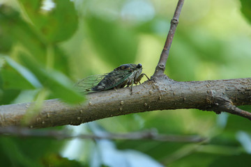 Cicada on a Branch