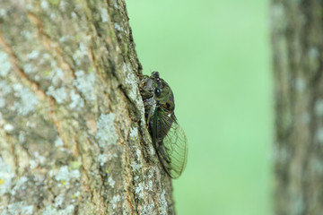 Face of a Cicada