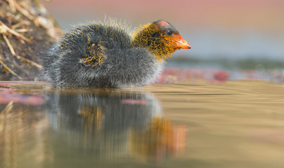 One Red-knobbed coot chick swims on still water pond
