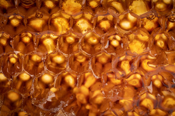 Close-up sweet yellow organic honeycomb