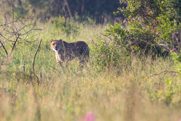 Lone Cheetah stalking its prey through long grass of a veldt