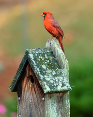 A beautiful red cardinal perched on top of a birdhouse  - 292760701