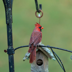 /a red cardinal perched on a bird feeder - 292760725