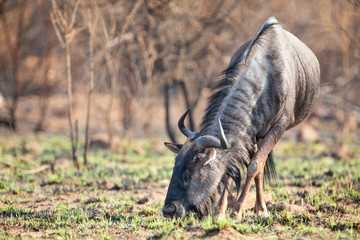 Lone Blue Wildebeest grazing on green sprouts on burnt grass - 292760757