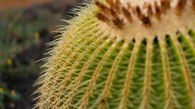 golden barrel cactus closeup - cactus plant macro -