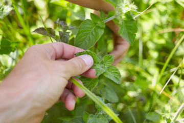 The process of gathering a fresh mint in the forest. First person view of a man's hand touching a leaf of mint.