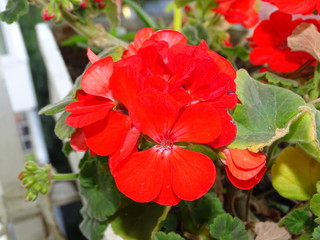 red flower