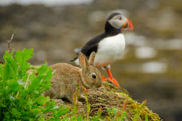 Papageitaucher mit Babyhasen