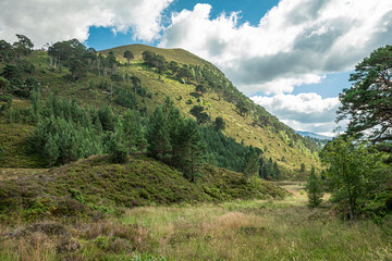 Naklejka premium Trees int the Glenmore Forest Park, Cairngorms in the Scottish Highlands, UK.