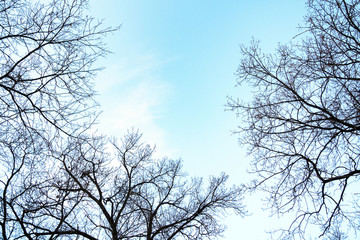 Bottom view of bare tree tops on background blue sky and clouds. Silhouettes of tree branches, copy space