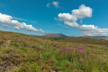 Picturesque sunny view in Scottish Highlands, Cairngorms National Park near Lecht Ski Resort, Scotland, United Kingdom, Europe