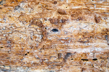 Old tree trunk without bark, rough wooden textured background