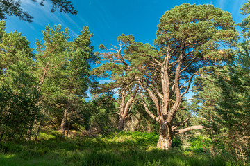 Trees int the Glenmore Forest Park, Cairngorms in the Scottish Highlands, UK.