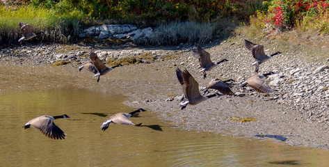 Fototapeta premium A Flock of Canada geese Branta canadensis Taking Flight over a Tidal Pool of Water in Kennebunkport Maine 