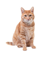 Fototapeta premium Close-up portrait of Red cat, isolated on white background