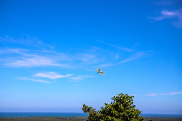 Seagull in blue sky with sea landscape. Seaside view with tropical greenery and water bird. Tropic island sky and sea