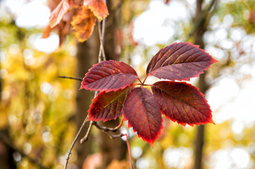 Brightly colored autumn foliage. Fall foliage on natural background. Red pigment foliage on autumn landscape. Leaves change color. Deciduous tree foliage in fall