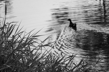 ducks in the lake
