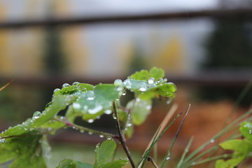 Wassertropfen