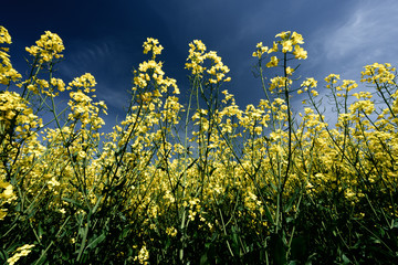 Low angle view of a rapeseed (Brassica rapa) field