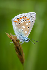 Common Blue butterfly on a seed head