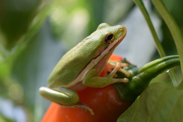Frog on the Food