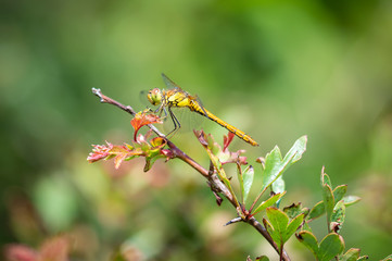 Common Darter dragonfly on a hawthorn twig
