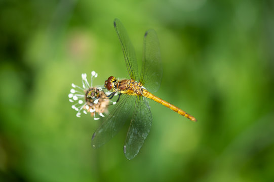 Common darter dragonfly clinging to a seed head