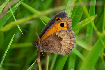 Meadow Brown butterfly among wet grass