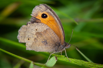 Meadow Brown butterfly in a tatty condition