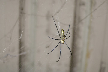 spider on web