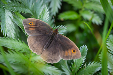 Meadow Brown butterfly seen from above