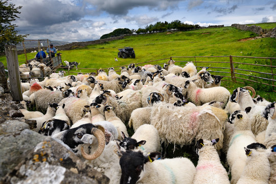 Swaledale sheep ready for innoculation shots on a farm in Yorkshire Dales National Park in the valley of the River Swale