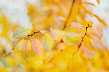 Closeup of colorful cherry leaves in the garden in beautiful autumn season