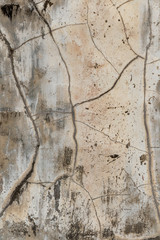 texture of bark of tree