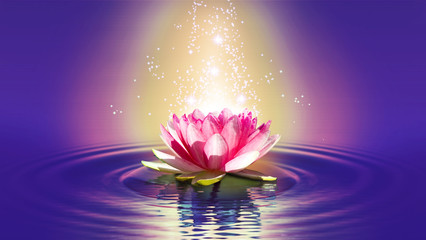 image of a lotus flower on the water closeup