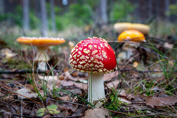 A poisonous mushroom with red hats growing in the forest. Toadstools growing in Central Europe.